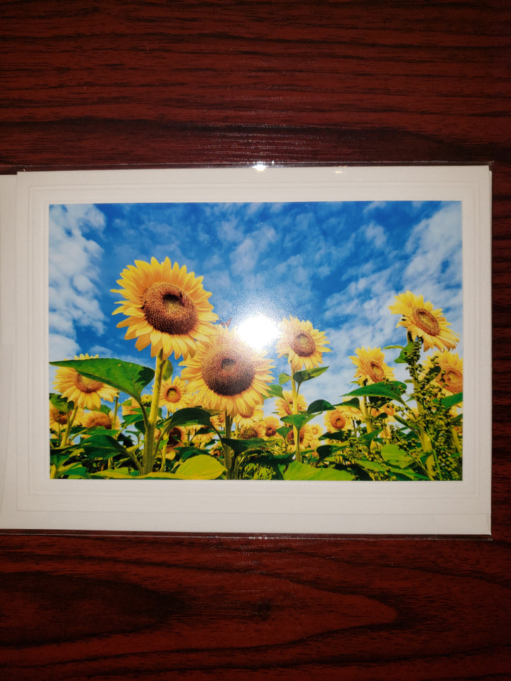 GIFT-DCOOK BLANK PHOTO CARDS