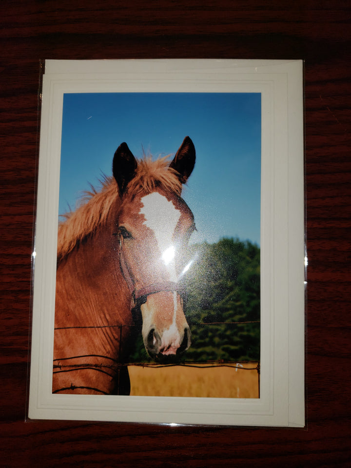 GIFT-DCOOK BLANK PHOTO CARDS
