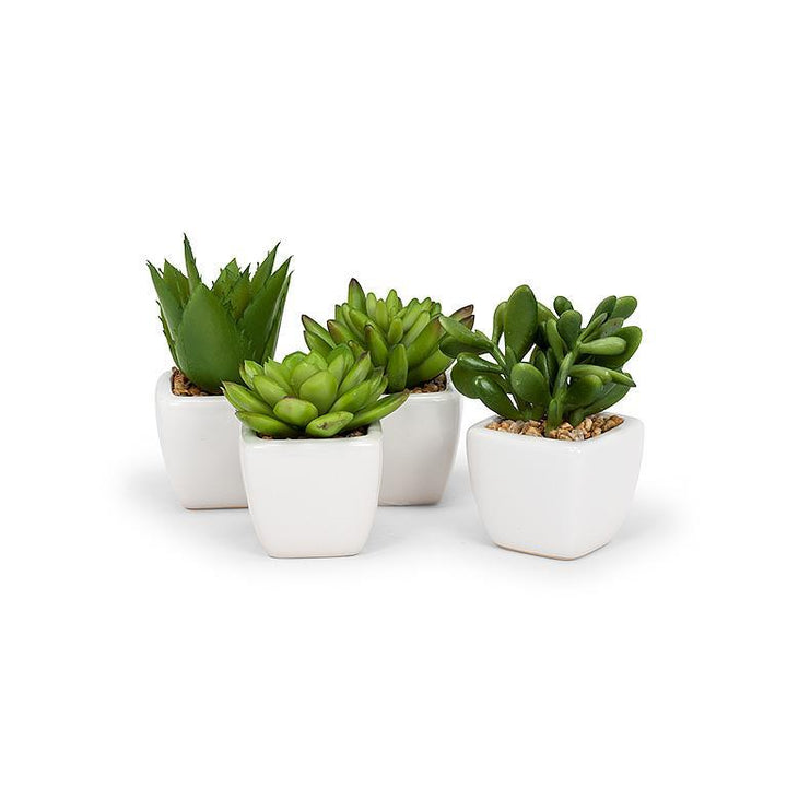 MOJAVE ASSORTED MINI SUCCULENTS