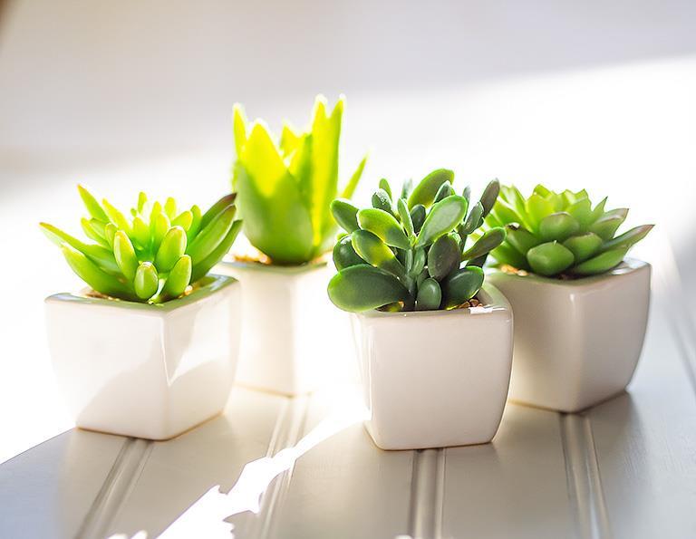 MOJAVE ASSORTED MINI SUCCULENTS
