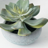 02439POT POTTED SUCCULENT - Kate & Co. Home