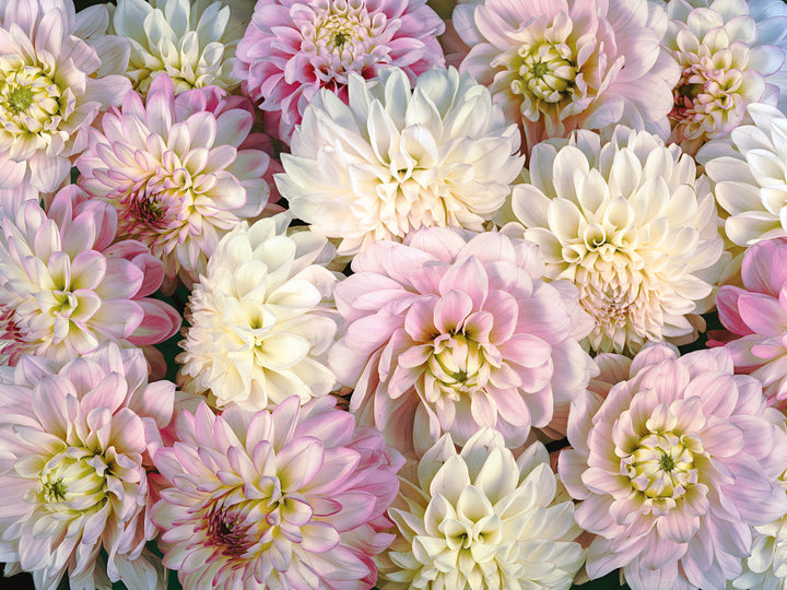 DAHLIA FLOWERS WALL MURAL