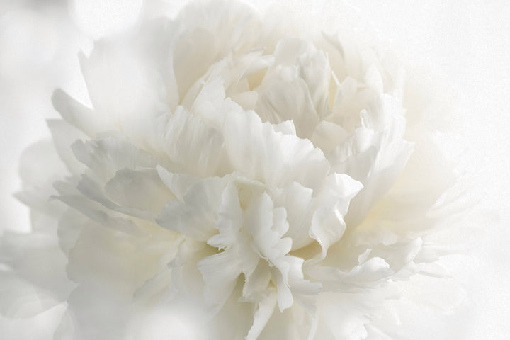 WHITE SOFTNESS WALL MURAL