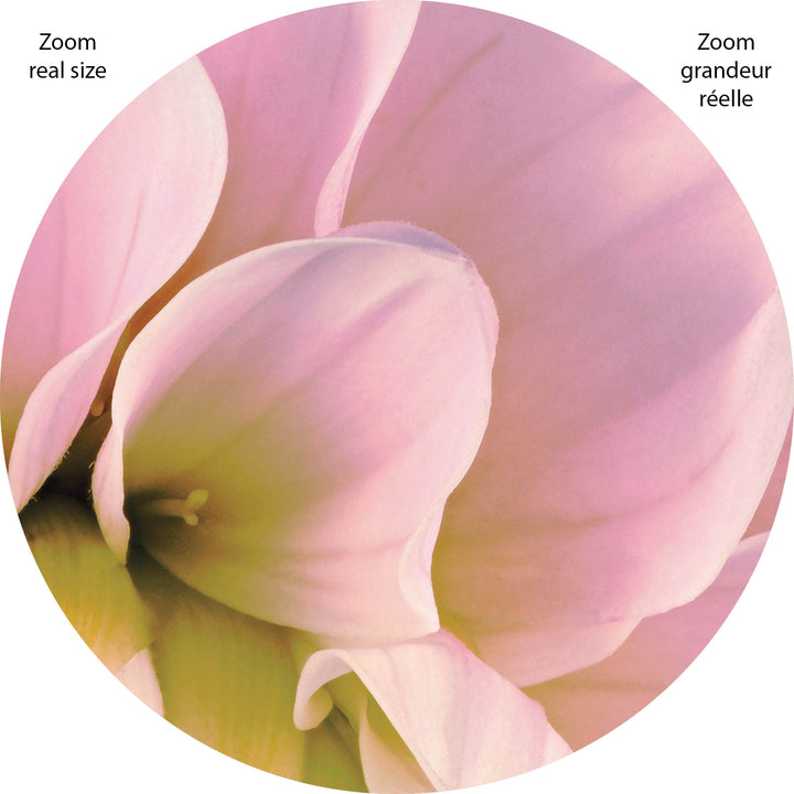 DAHLIA FLOWERS WALL MURAL